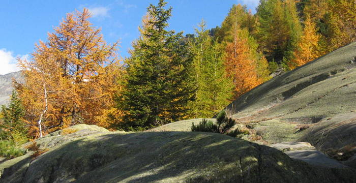 Lärchen-Arvenwald im Herbst