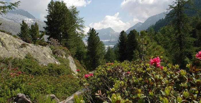 Alpenrosen im Aletschwald