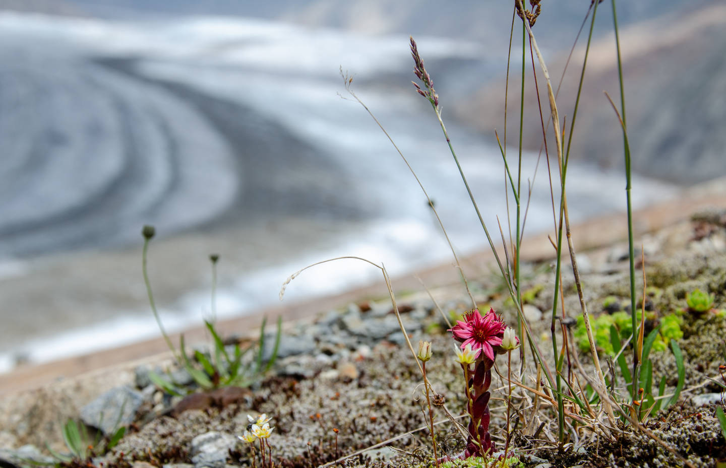 Berghauswurz und andere Pionierpflanzen am Rande des Aletschgletschers