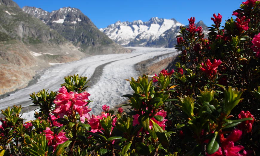 Alpenrosen mit dem Aletschgletscher im Hintergrund